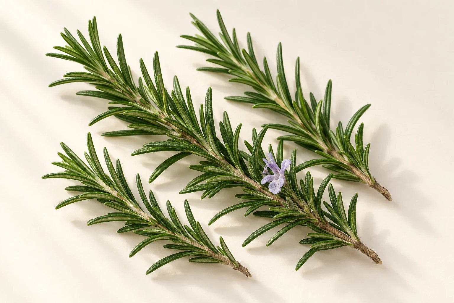 Rosemary
